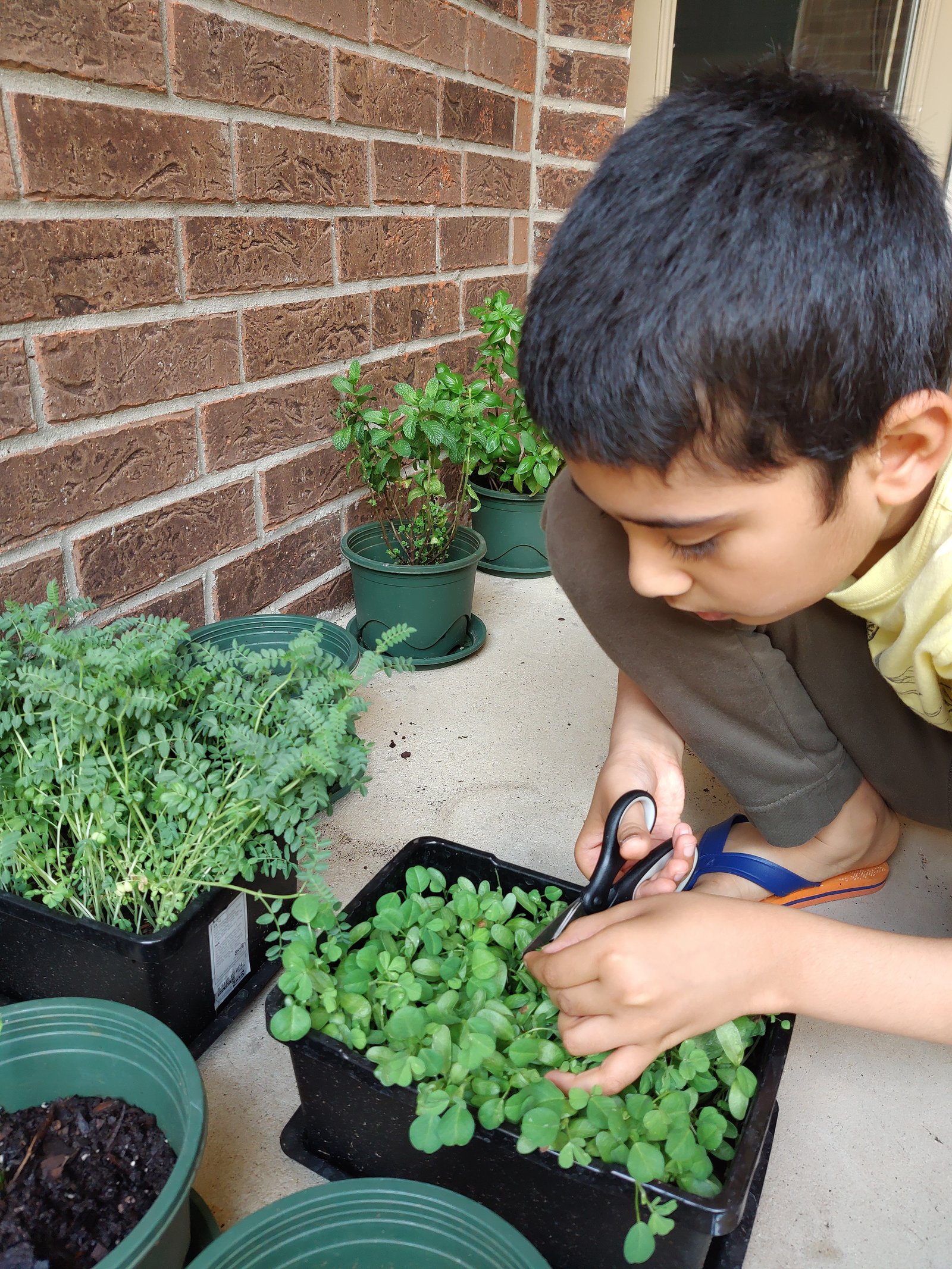 Ayaan's Houston garden